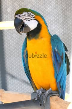Whatsapp me +96555207281 Supper Blue and goldmacaw parrots
