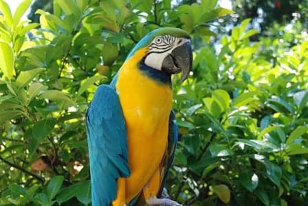 Whatsapp me +96555207281 Supper Blue and goldmacaw parrots 1