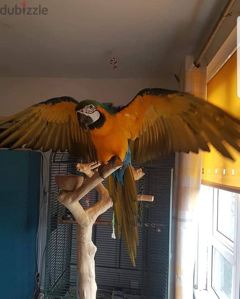 Whatsapp me +96555207281 Supper Blue and goldmacaw parrots 2