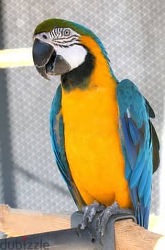 Whatsapp me +96555207281 Friendly cute Blue and gold macaw parrots