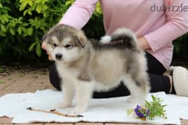 Whatsapp me +96555207281 Lovely Two Alaskan Malamute puppies for sale