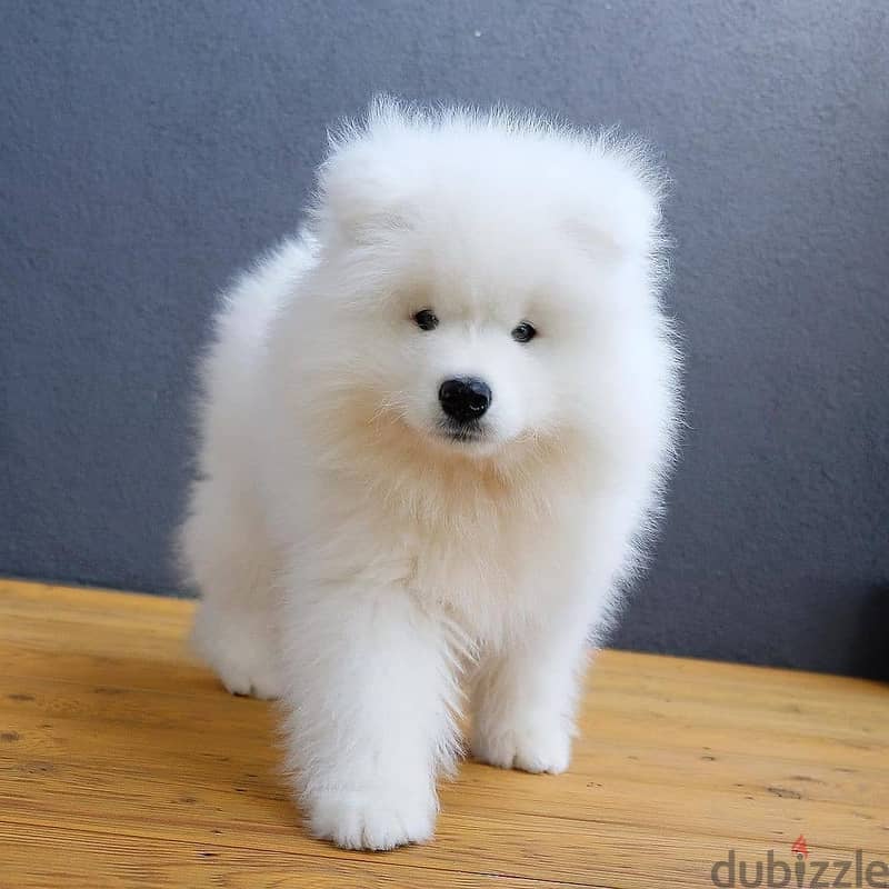 Whatsapp me +96555207281 White Samoyed puppies for sale 1
