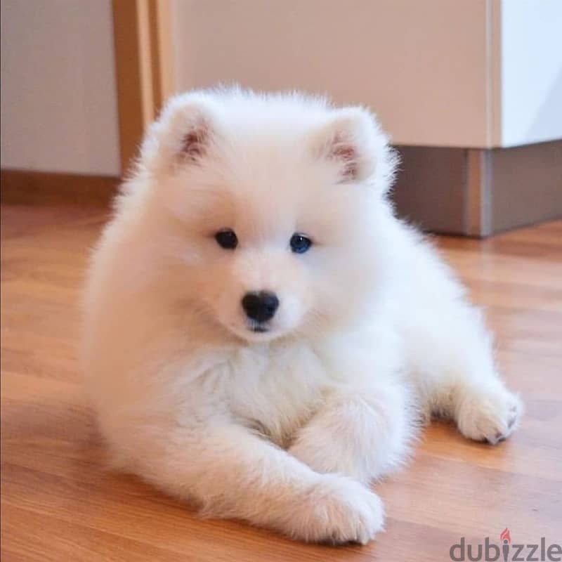 Whatsapp me +96555207281 White Samoyed puppies for sale 2