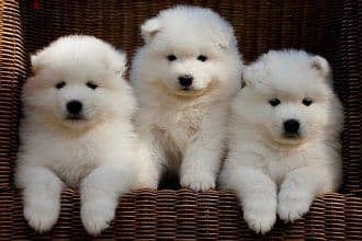 Whatsapp me +96555207281 White Samoyed puppies for sale 3