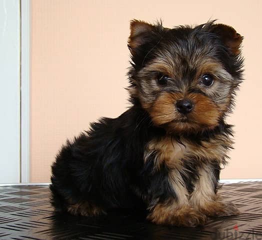 Whatsapp me +96555207281 Vaccinated Yorkshire Terrier puppies 1