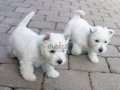 Whatsapp me +96555207281 West Highland White Terrier puppies for sale
