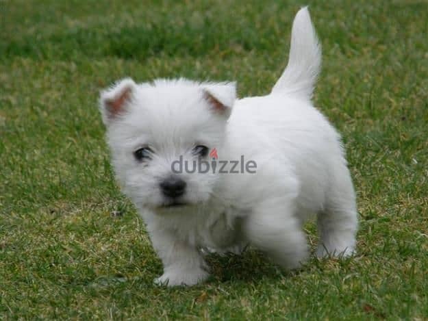 Whatsapp me +96555207281 West Highland White Terrier puppies for sale 1