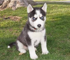 Whatsapp me +96555207281 Playful Siberian Husky puppies 0