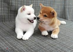 Whatsapp me +96555207281 Two Shiba Inu puppies for sale