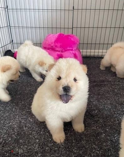Whatsapp Me (+966 58392 1348)  Chow Chow Puppies 1