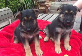 Whatsapp me +96555207281 German Shepherd puppies 0