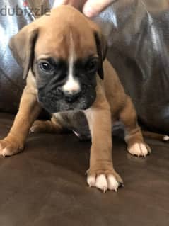 whatsapp me +96555207281 Boxer puppies for sale