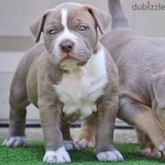 Whatsapp me +96555207281 American pitbull puppies