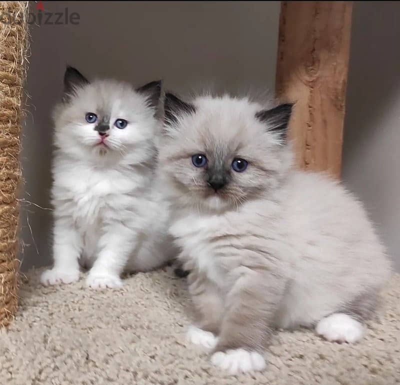 Whatsapp me +96555207281 Home Trained Ragdoll kittens for sale 1