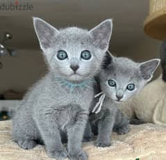 Whatsapp Me (+966 58899 3320) Rus-sian Blue Cats