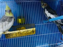 cockatiel bird one pair for sale with cage 0