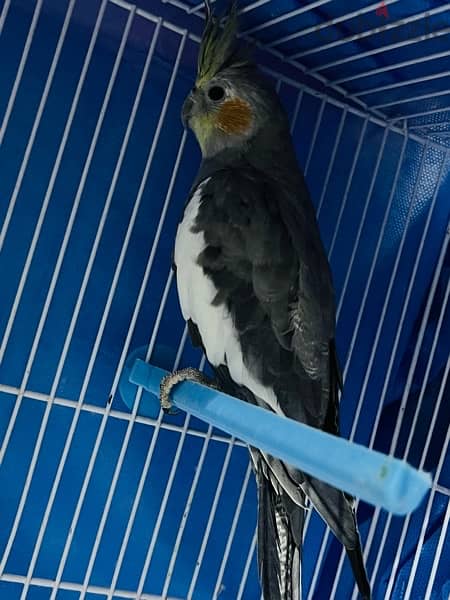 cockatiel bird one pair for sale with cage 1