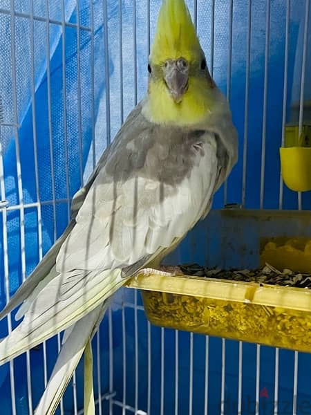 cockatiel bird one pair for sale with cage 2