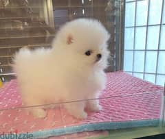 Playful Male and female Tiny Teacup Pomeranian Puppies For rehoming