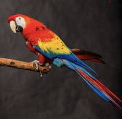 Whatsapp me +96555207281 Lovely Scarlet Macaw parrots 0