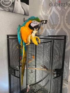 Whatsapp me +96555207281 Best Blue and Gold Macaw parrots