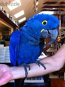 Whatsapp me +96555207281 Awesome Hyacinth Macaw parrots for sale 1