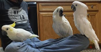 Whatsapp me +96555207281 White lovely Umbrella Cockatoos parrots