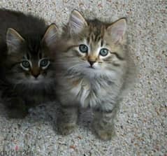 Whatsapp me +96555207281 American Bobtail kittens for sale