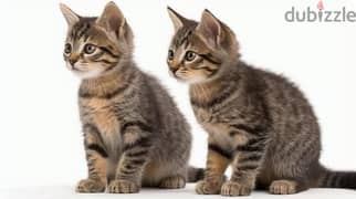 Whatsapp me +96555207281 American Wirehair kittens for sale