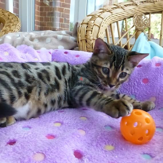 whatsapp me +96555207281 Bengal kittens for sale 1