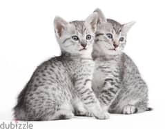 Whatsapp me +96555207281 Egyptian Mau kittens
