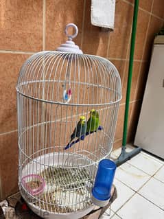 2 Bairds with Cage Fixed Price KWD: 5