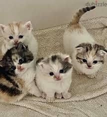 Whatsapp me +96555207281 Manx kittens for sale