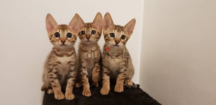 Whatsapp me +96555207281 Two Savannah kittens for sale 1