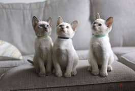 Whatsapp me +96555207281 Cutest Four Siamese kittens for sale