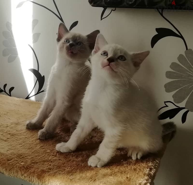 Whatsapp me +96555207281 Cutest Four Siamese kittens for sale 1