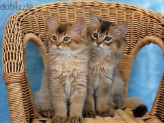 Whatsapp me +96555207281 Two Cute Somali kittens for sale