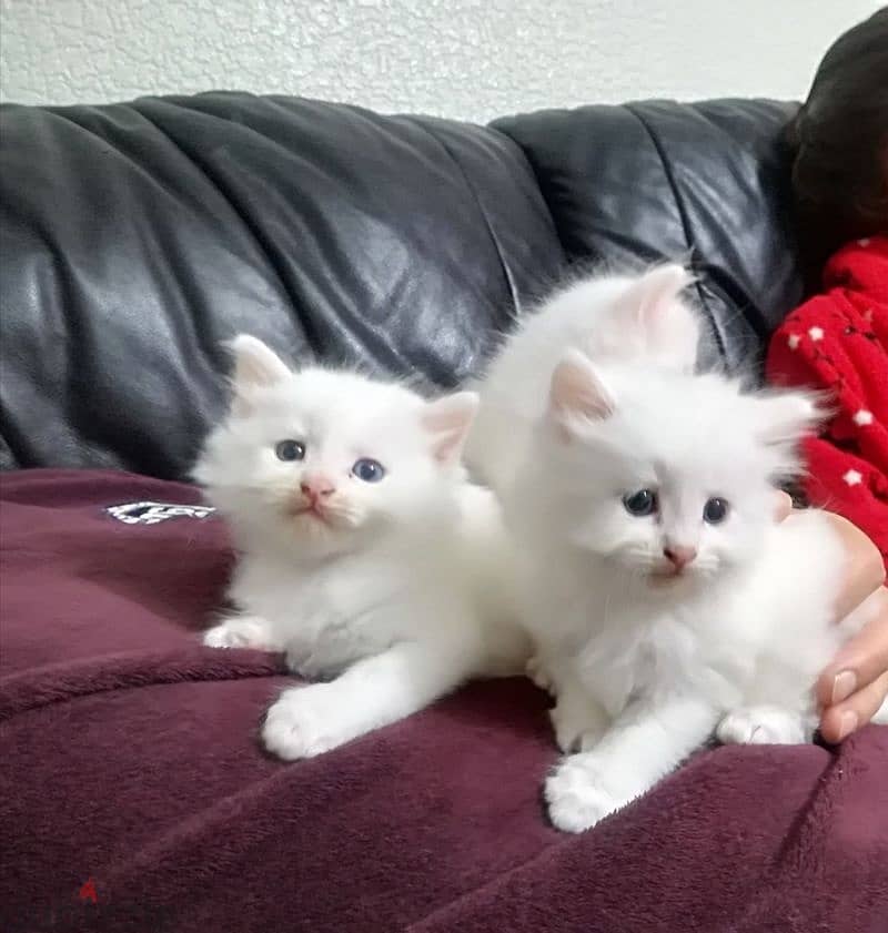 Whatsapp me +96555207281 Cutest Turkish Angora kittens for sale 1