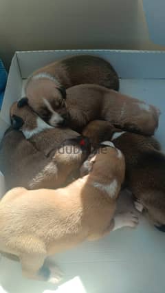 Puppies for Adoption