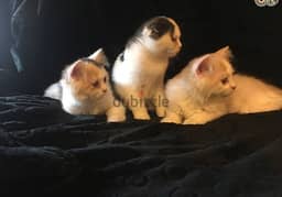 Whatsapp Me (+972 55507 4990) Scottish Fold Cats