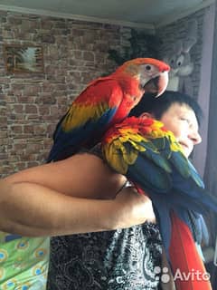 Whatsapp me +96555207281 Scarlet Macaw parrots for sale
