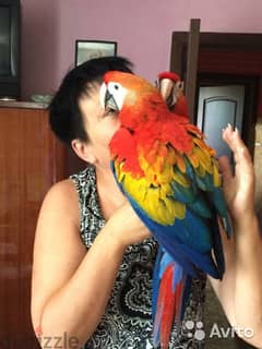 Whatsapp me +96555207281 Two Scarlet Macaw birds