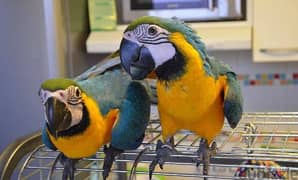 Whatsapp me +96555207281 Blue and Gold Macaw parrots ready for sale