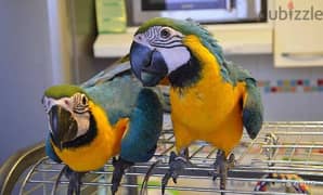 Whatsapp me +96555207281 Two Talking Blue and Gold Macaw parrots
