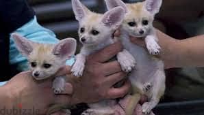 Whatsapp me +96555207281 Friendly Vaccinated Fennec Fox for sale