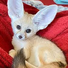 Whatsapp me +96555207281 Friendly Vaccinated Fennec Fox for sale 1