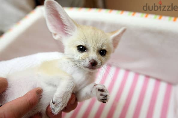 Whatsapp me +96555207281 Friendly Vaccinated Fennec Fox for sale 2
