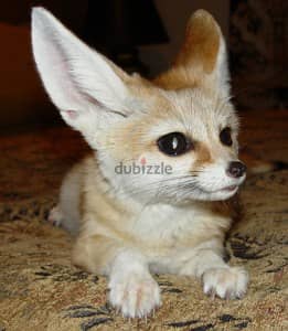 Whatsapp me +96555207281 Friendly Vaccinated Fennec Fox for sale 3