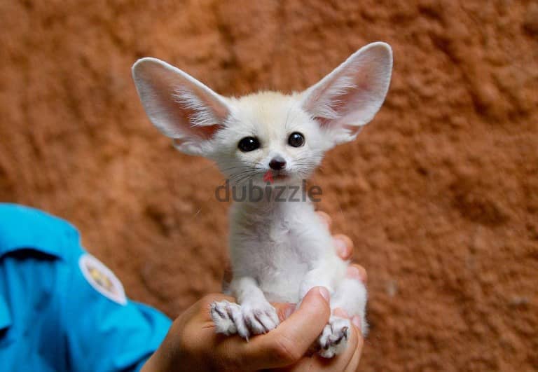 Whatsapp me +96555207281 Friendly Vaccinated Fennec Fox for sale 4