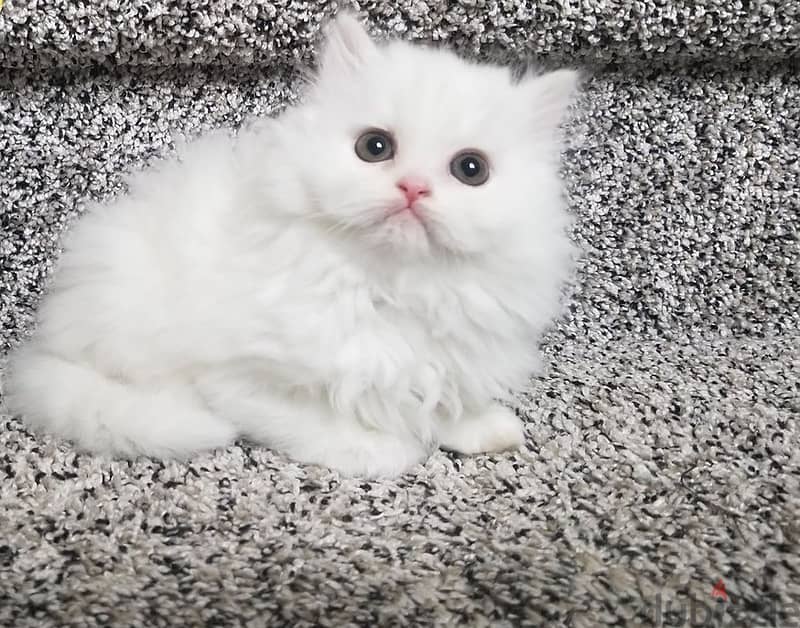Whatsapp me +96555207281  Cute Persian kittens for sale 1